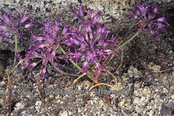 allium abramsii 10 graphic